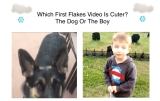 DogBoyFirstFlakes