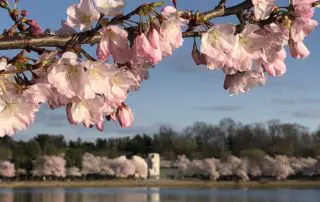 CherryBlossomWashington