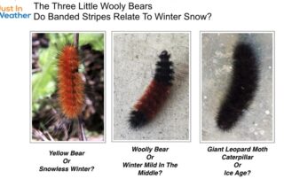 Three Little Wooly Bears Snow Winter Forecast