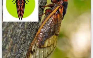 Cicada_Safari_App_Tracking_Brood_X_